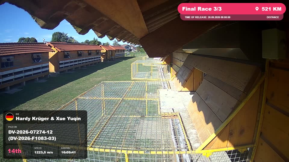 Pigeon Arrival Image For Race Final Race 3/3