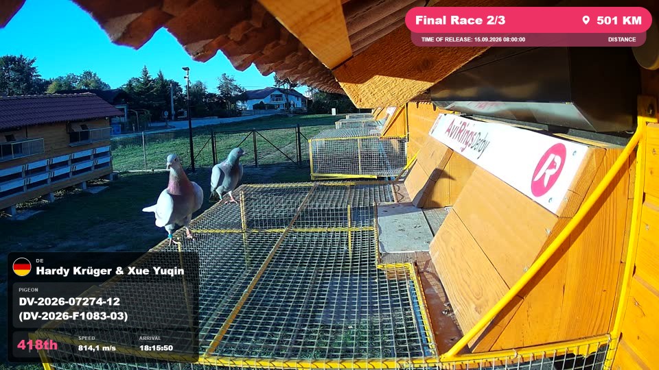 Pigeon Arrival Image For Race Final Race 2/3