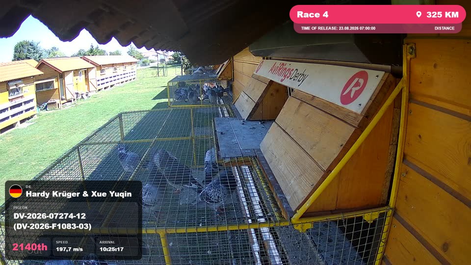 Pigeon Arrival Image For Race Race 4
