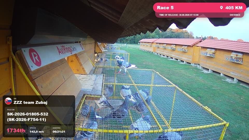 Pigeon Arrival Image For Race Race 5