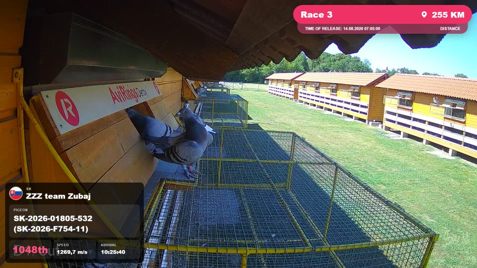 Pigeon Arrival Image For Race Race 3