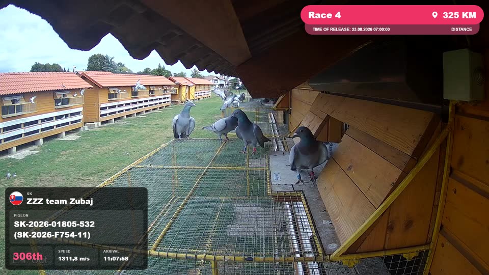 Pigeon Arrival Image For Race Race 4