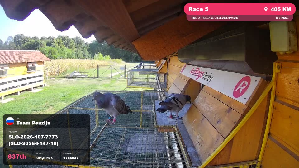 Pigeon Arrival Image For Race Race 5