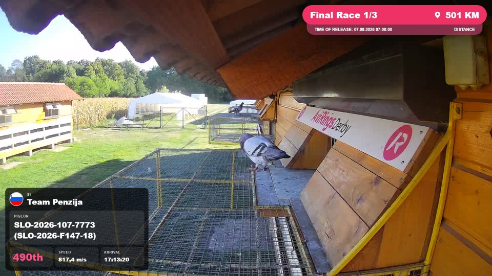 Pigeon Arrival Image For Race Final Race 1/3