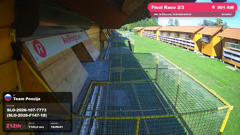 Pigeon Arrival Image For Race Final Race 2/3