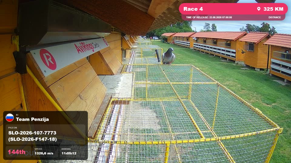 Pigeon Arrival Image For Race Race 4