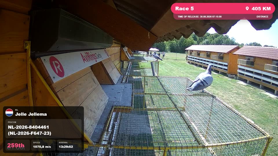 Pigeon Arrival Image For Race Race 5