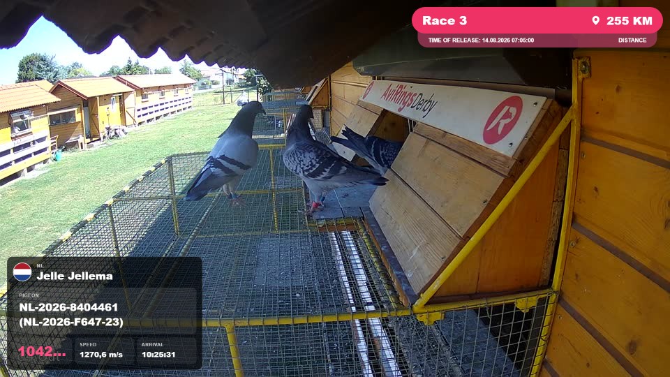Pigeon Arrival Image For Race Race 3
