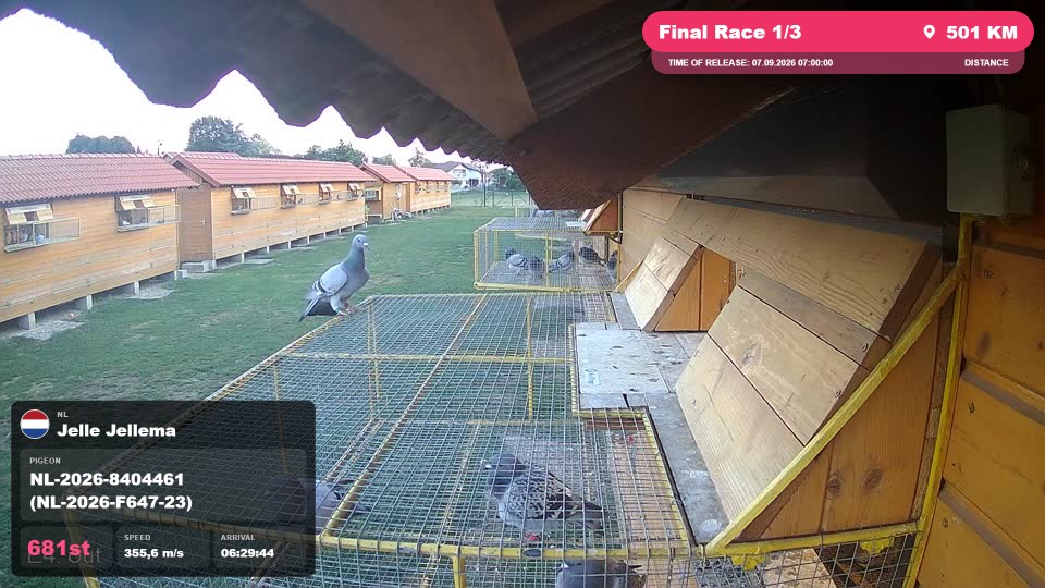 Pigeon Arrival Image For Race Final Race 1/3