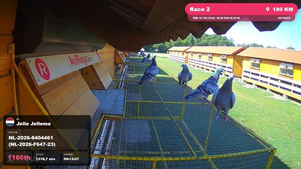 Pigeon Arrival Image For Race Race 2