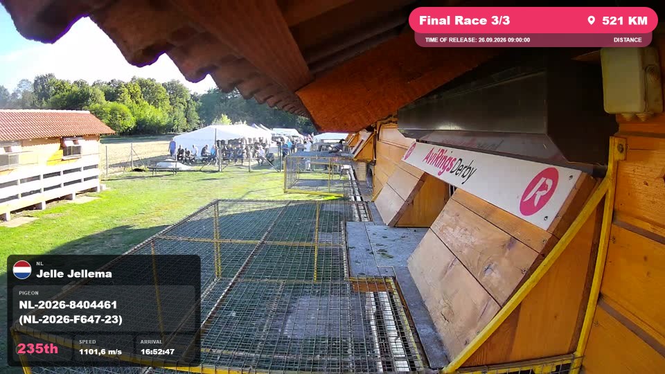 Pigeon Arrival Image For Race Final Race 3/3