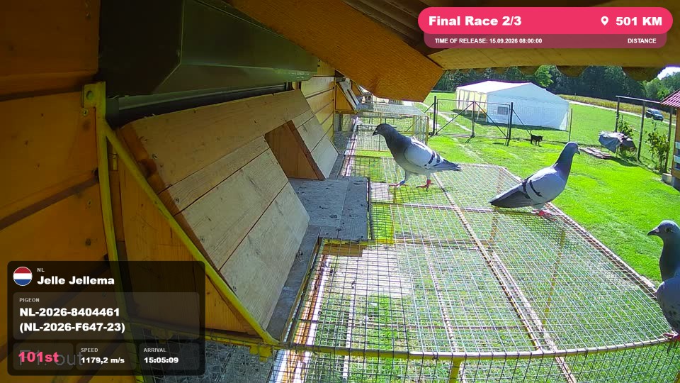 Pigeon Arrival Image For Race Final Race 2/3