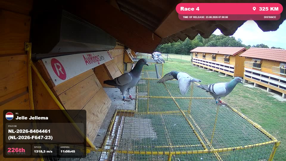 Pigeon Arrival Image For Race Race 4