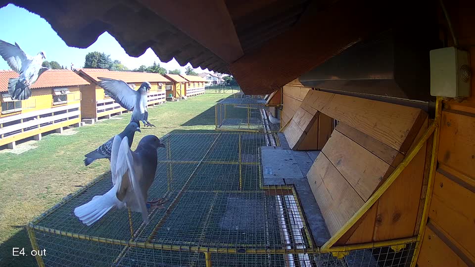 Pigeon Arrival Image For Race Race 2