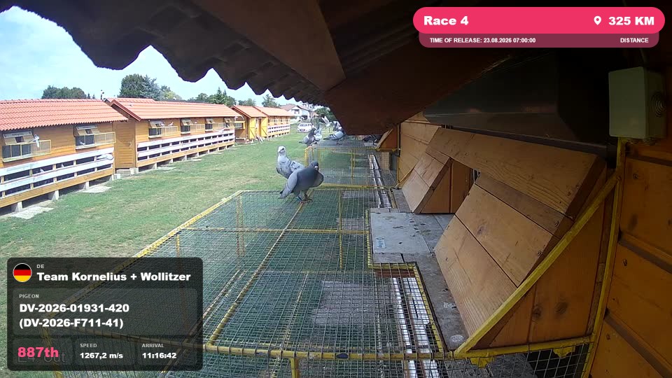 Pigeon Arrival Image For Race Race 4