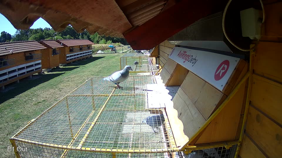 Pigeon Arrival Image For Race Race 3