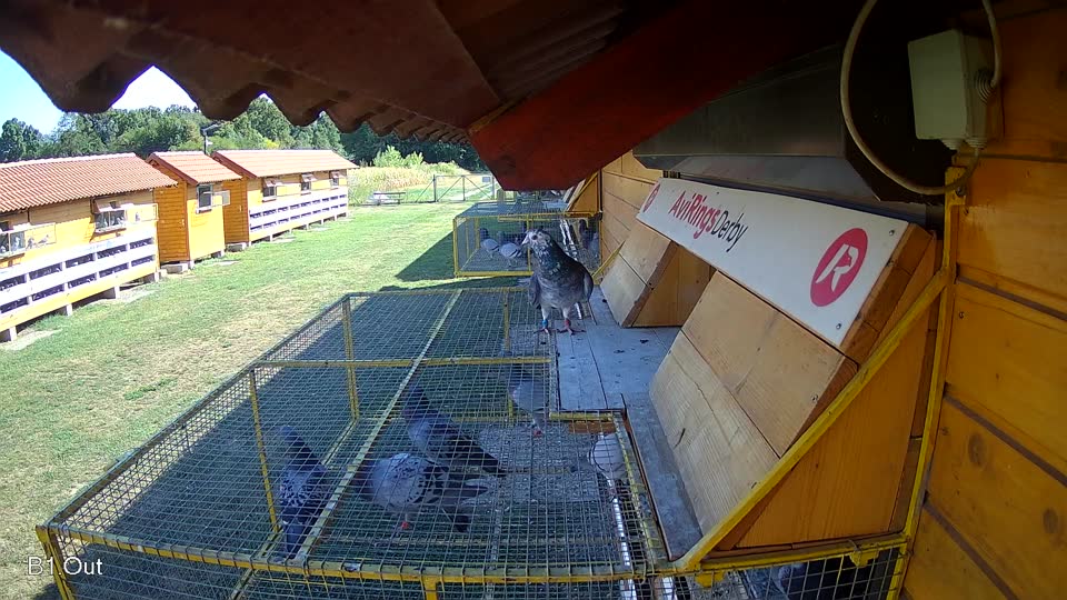 Pigeon Arrival Image For Race Race 2