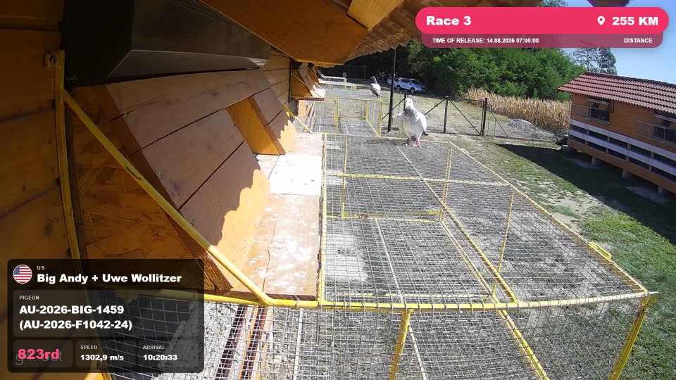 Pigeon Arrival Image For Race Race 3