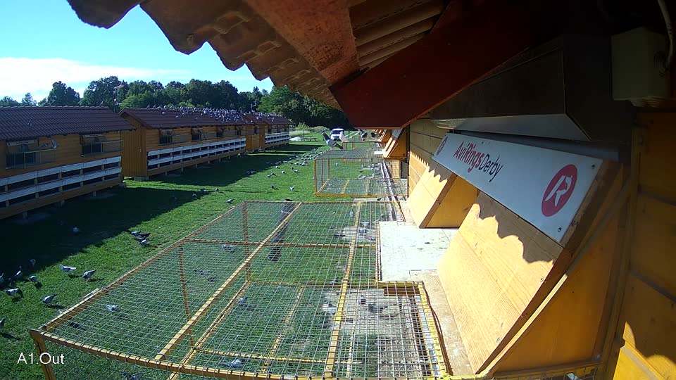 Pigeon Arrival Image For Race Final race 1