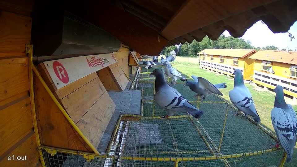 Pigeon Arrival Image For Race Race 1