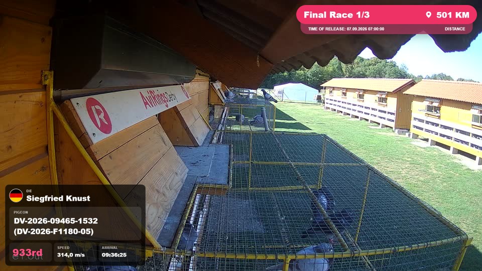 Pigeon Arrival Image For Race Final Race 1/3
