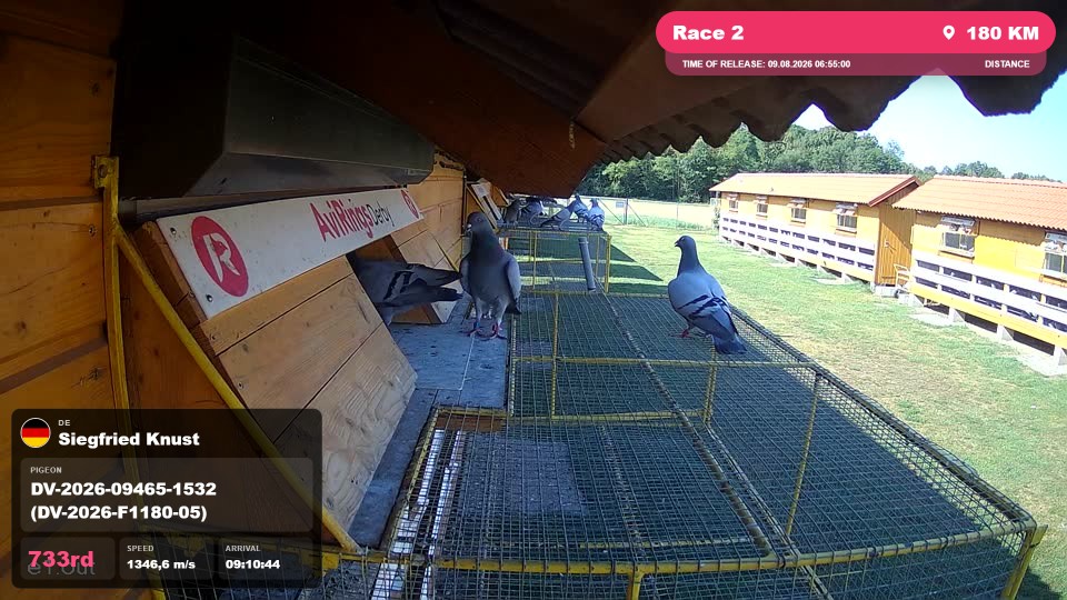 Pigeon Arrival Image For Race Race 2