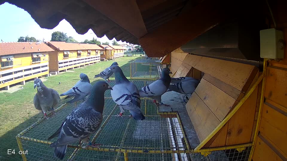 Pigeon Arrival Image For Race Race 1