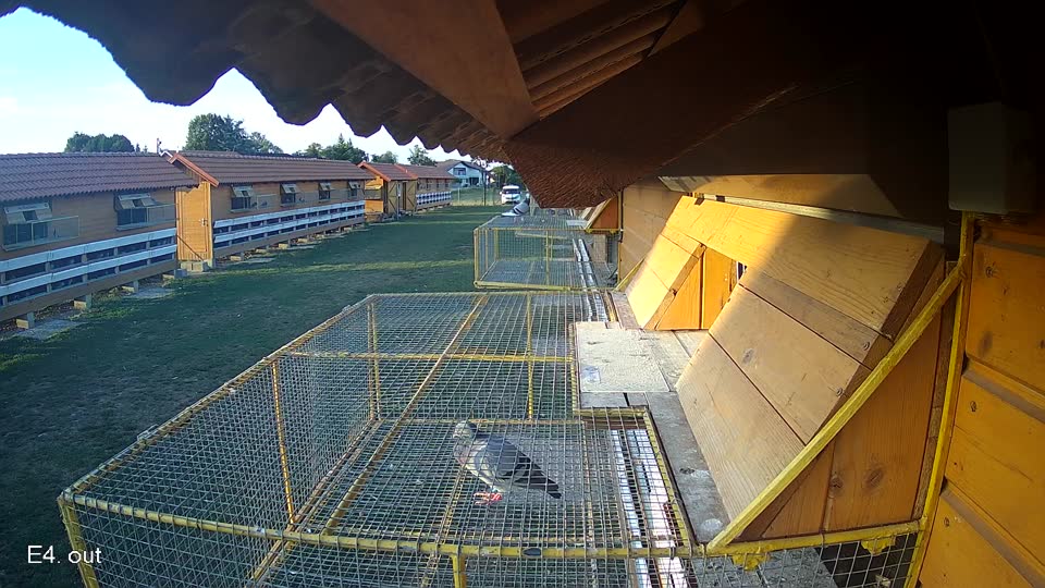 Pigeon Arrival Image For Race Race 5