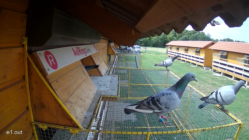Pigeon Arrival Image For Race Race 4