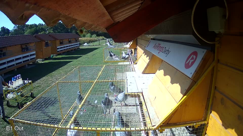 Pigeon Arrival Image For Race Race 5