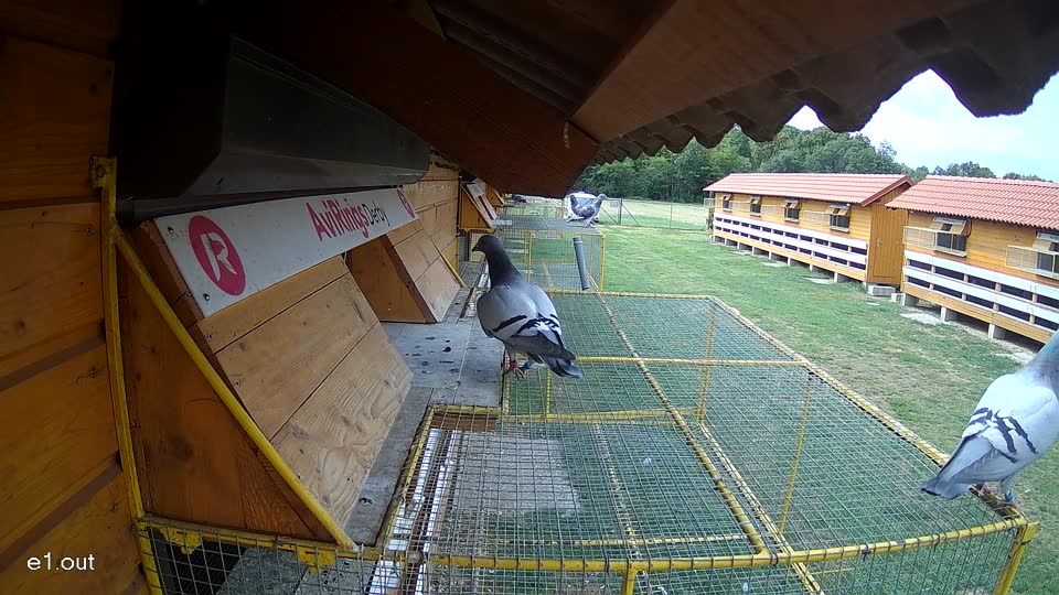 Pigeon Arrival Image For Race Race 4