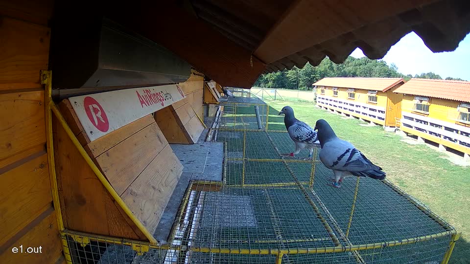 Pigeon Arrival Image For Race Race 1