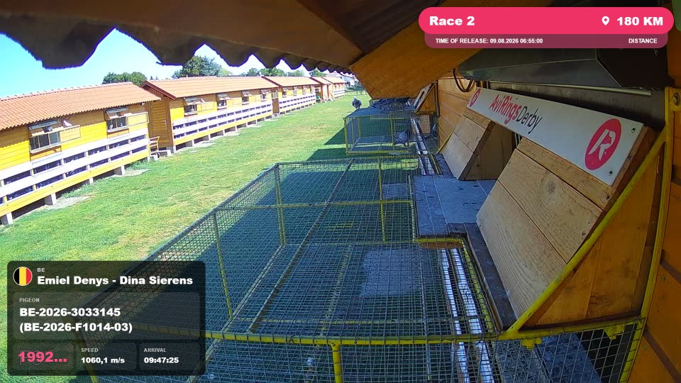 Pigeon Arrival Image For Race Race 2