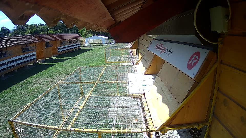 Pigeon Arrival Image For Race Final Race 1/3