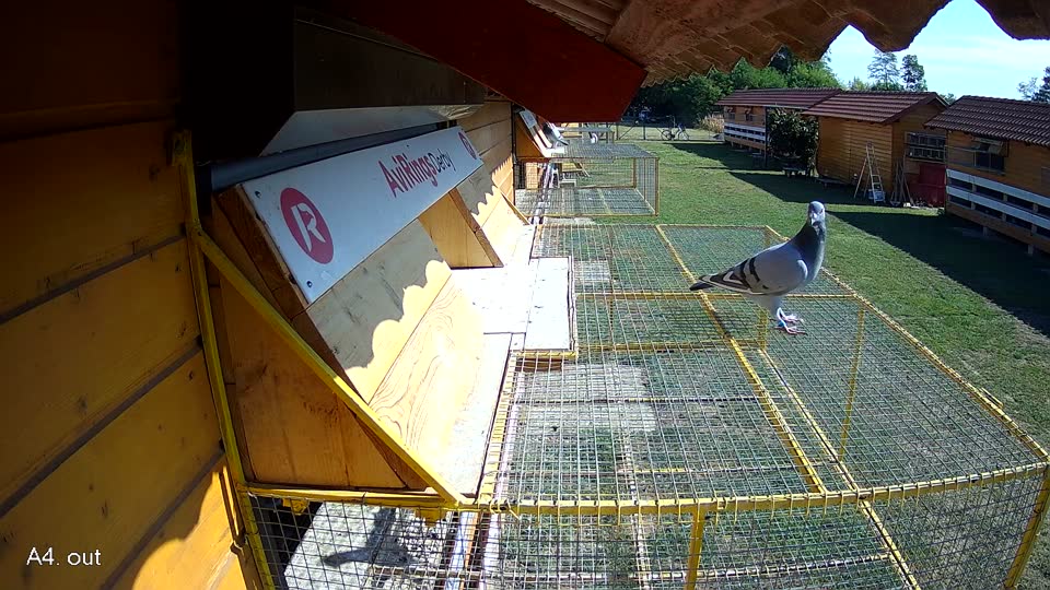 Pigeon Arrival Image For Race Race 2