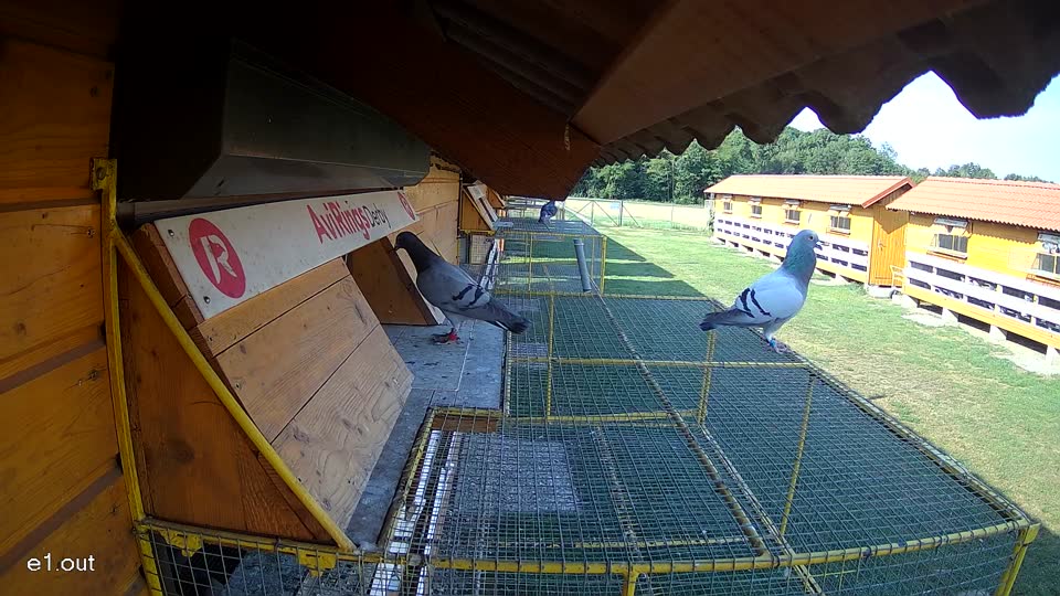 Pigeon Arrival Image For Race Race 1