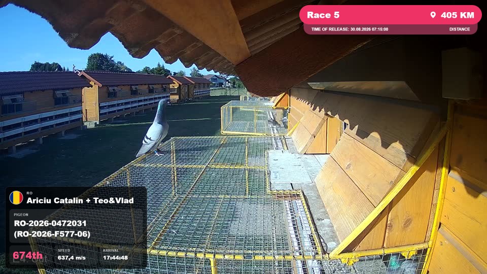 Pigeon Arrival Image For Race Race 5