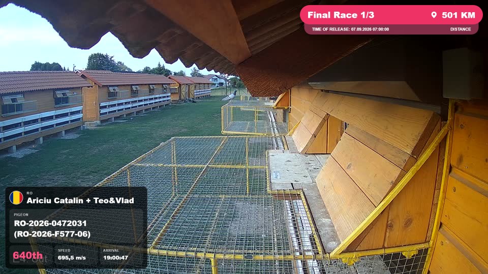 Pigeon Arrival Image For Race Final Race 1/3