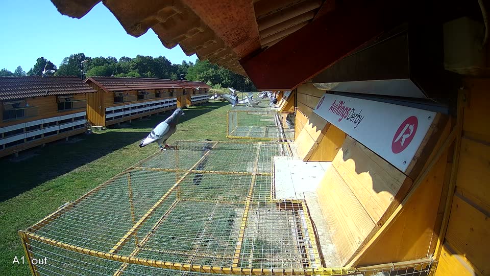 Pigeon Arrival Image For Race Race 2