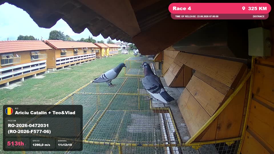 Pigeon Arrival Image For Race Race 4