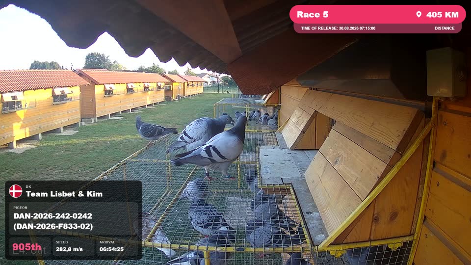 Pigeon Arrival Image For Race Race 5
