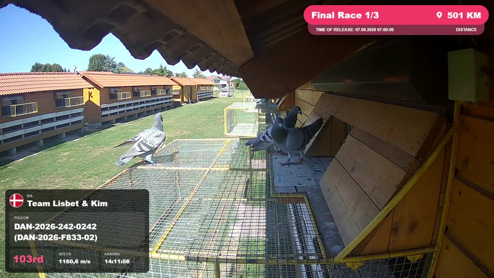 Pigeon Arrival Image For Race Final Race 1/3