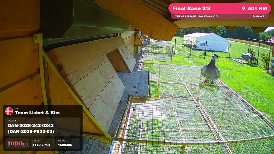 Pigeon Arrival Image For Race Final Race 2/3
