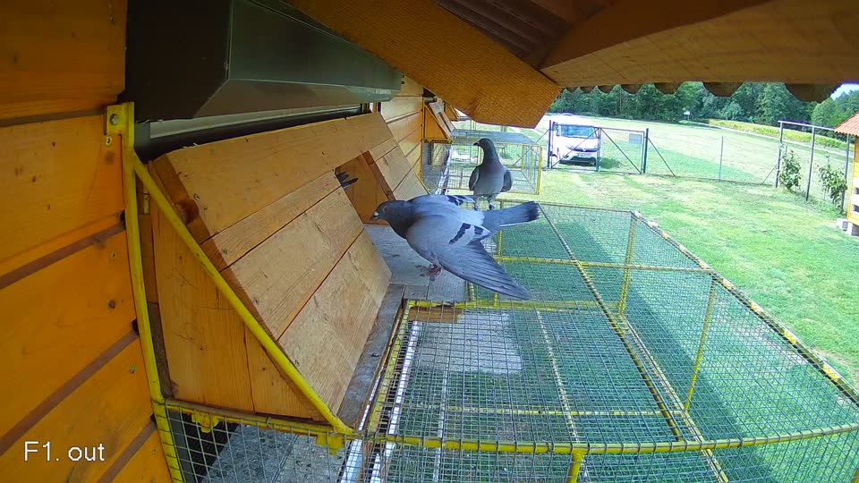 Pigeon Arrival Image For Race Race 4