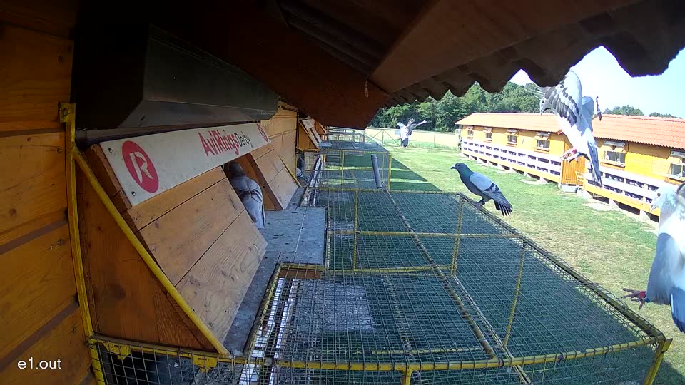 Pigeon Arrival Image For Race Race 1