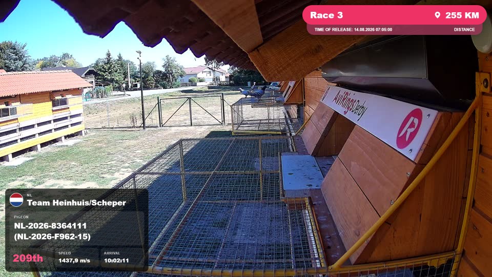 Pigeon Arrival Image For Race Race 3