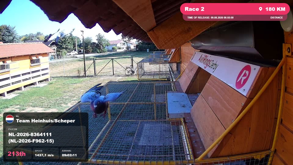 Pigeon Arrival Image For Race Race 2