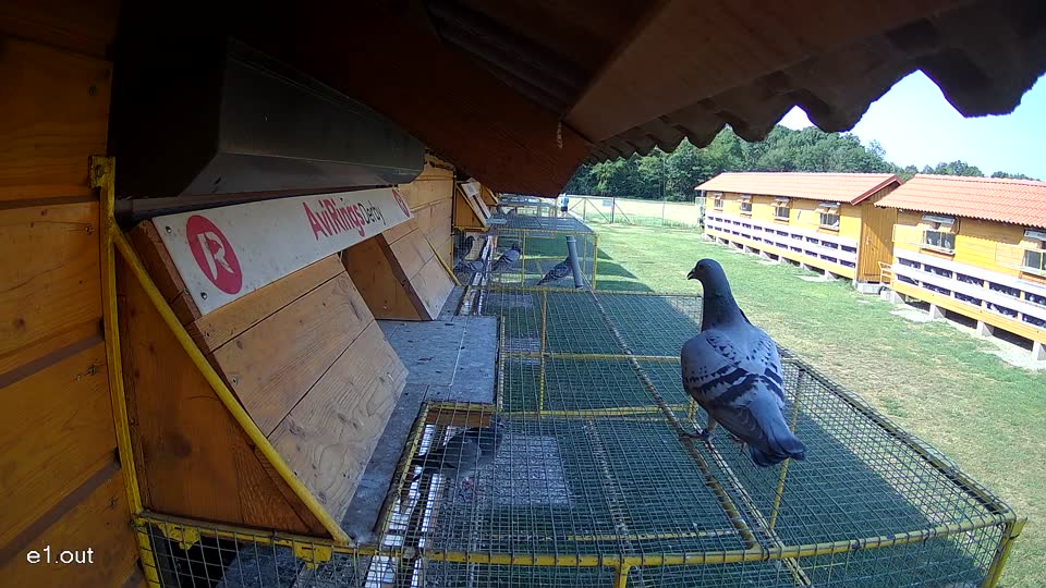 Pigeon Arrival Image For Race Race 1