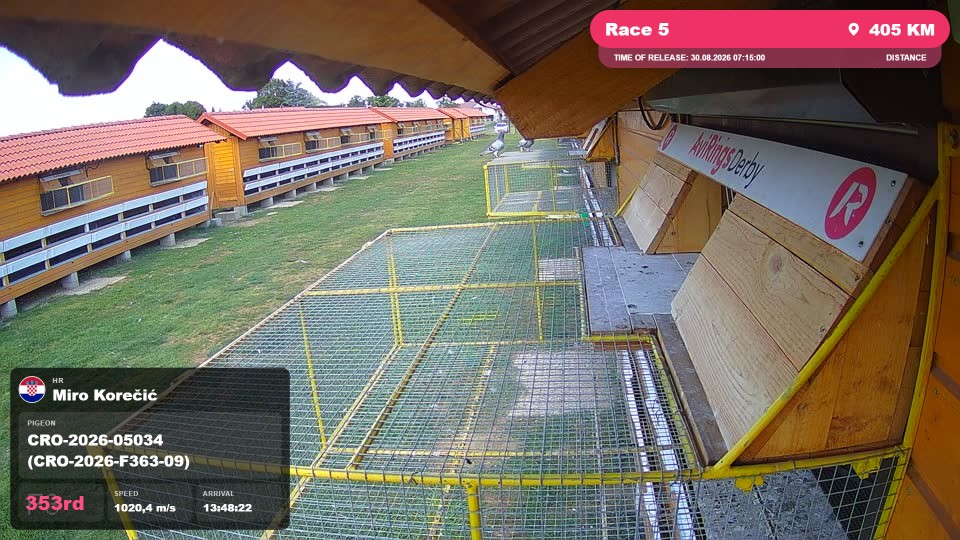Pigeon Arrival Image For Race Race 5
