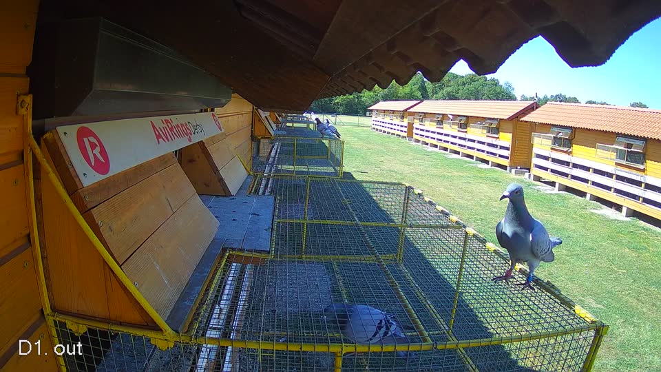 Pigeon Arrival Image For Race Race 3